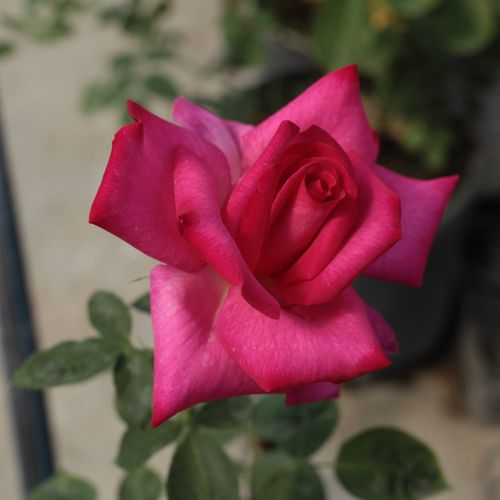 Rosa  Parole ® - růžová - Stromkové růže s květmi čajohybridů - stromková růže s rovnými stonky v koruně